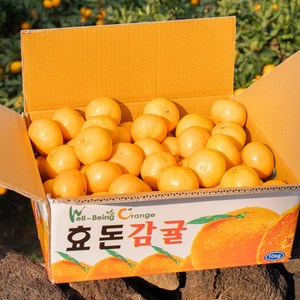 [당도선별] 제주 고당도 효돈 감귤 밀감, 1개, 감귤 로얄과(2S-M) 10kg