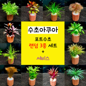 키우기쉬운 초보 포트수초 3종 4종 세트 + 서비스 / 구피 어항 수초
