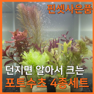 [수초농부] 달팽이 없는 포트수초 랜덤 4종 키우기 쉬운 초보
