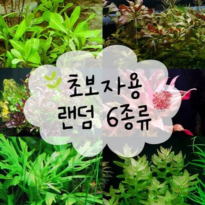 피알피쉬 1.5자 수초세트