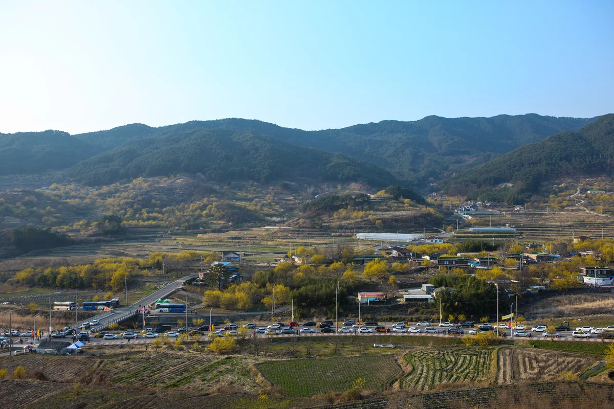 구례산수유꽃축제 - 구례여행 여행