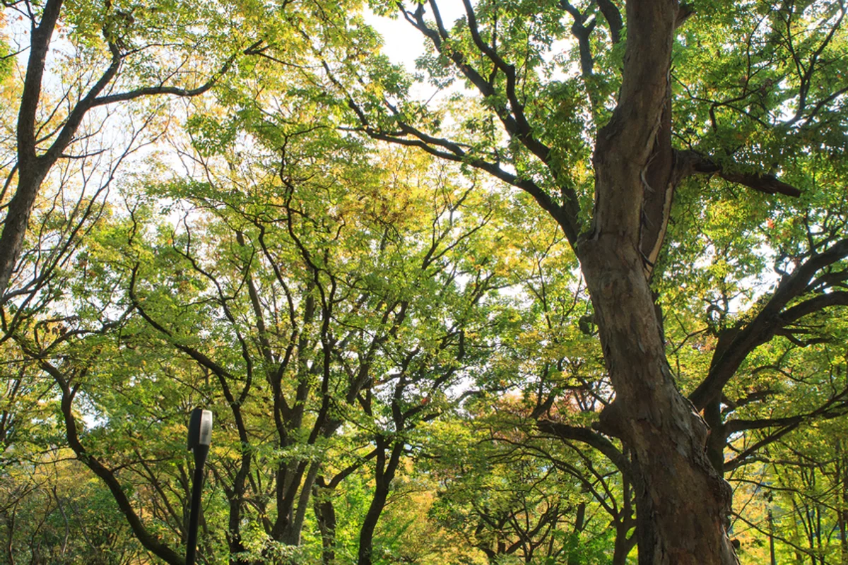 대구올레 팔공산1코스 - 경산시등산 여행