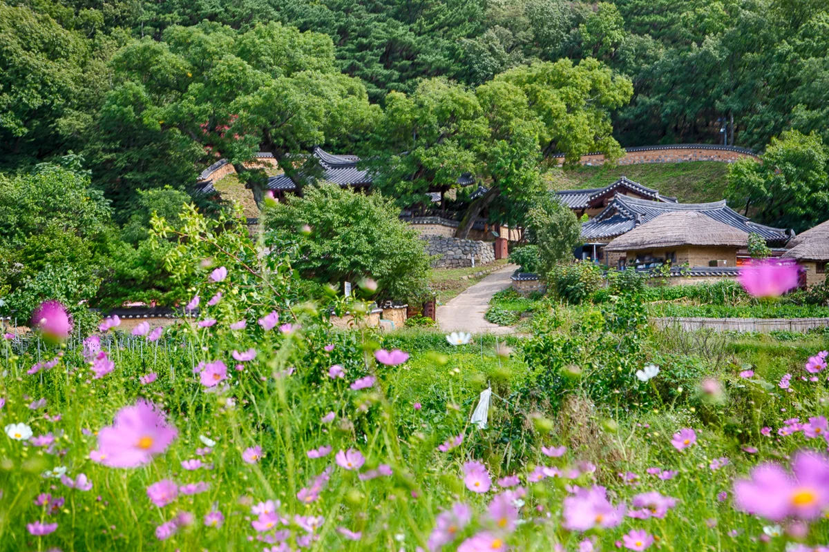 경주 코스모스 명소 (출처 : 한국관광공사)