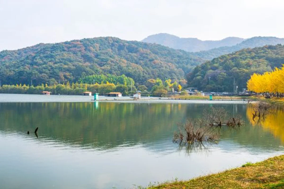괴산 은행나무 명소 문광저수지 - 괴산여행 여행