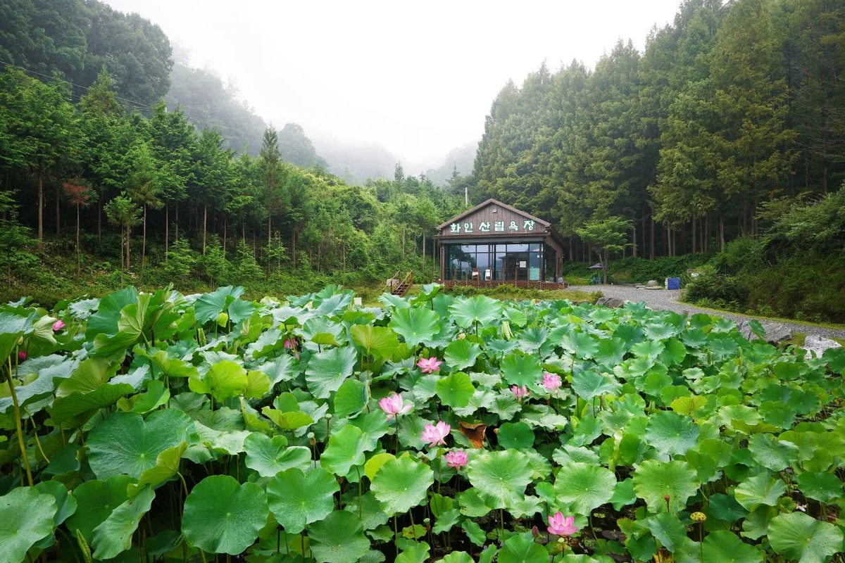 화인산림욕장 - 옥천군일출 여행