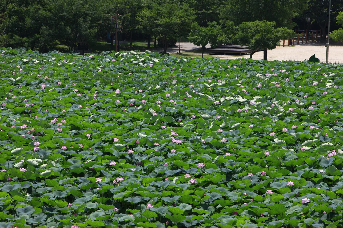 덕진연못과 취향교 - 전주 여행 여행