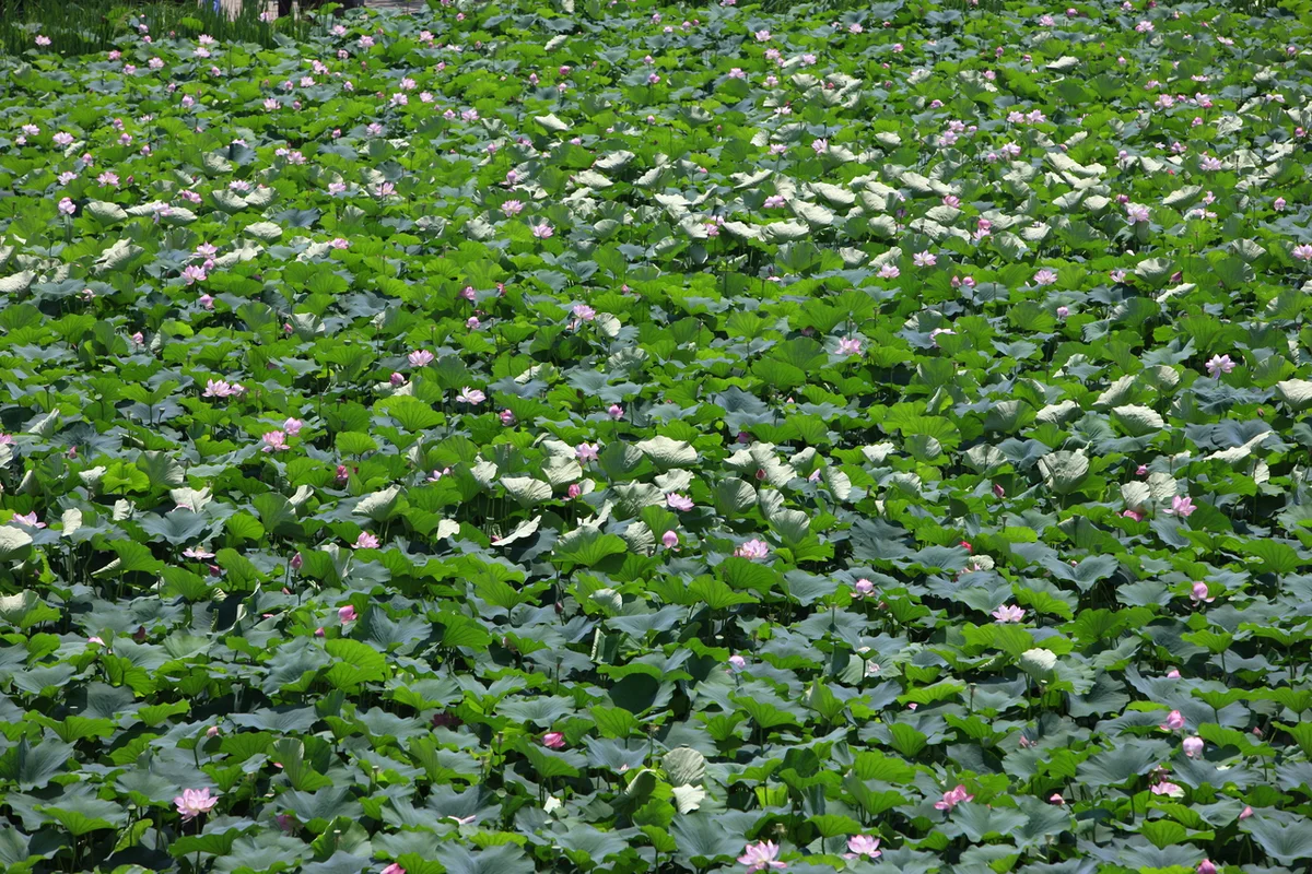 덕진공원 전통 놀이마당 - 전주 여행 여행