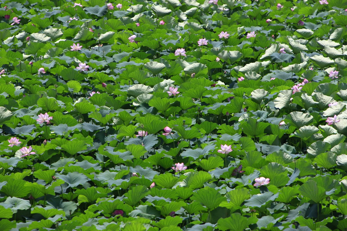 대한민국 전주정원산업박람회 (덕진공원 일원) - 전주 여행 여행