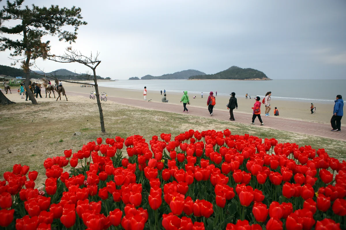 임자도 대광해수욕장 - 신안여행 여행