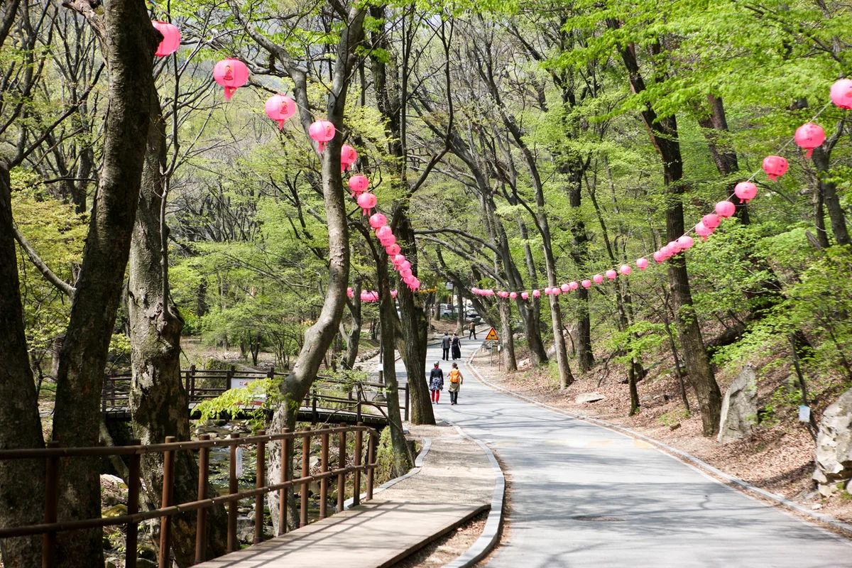 계룡산 동학사 산책로 - 계룡시 여행