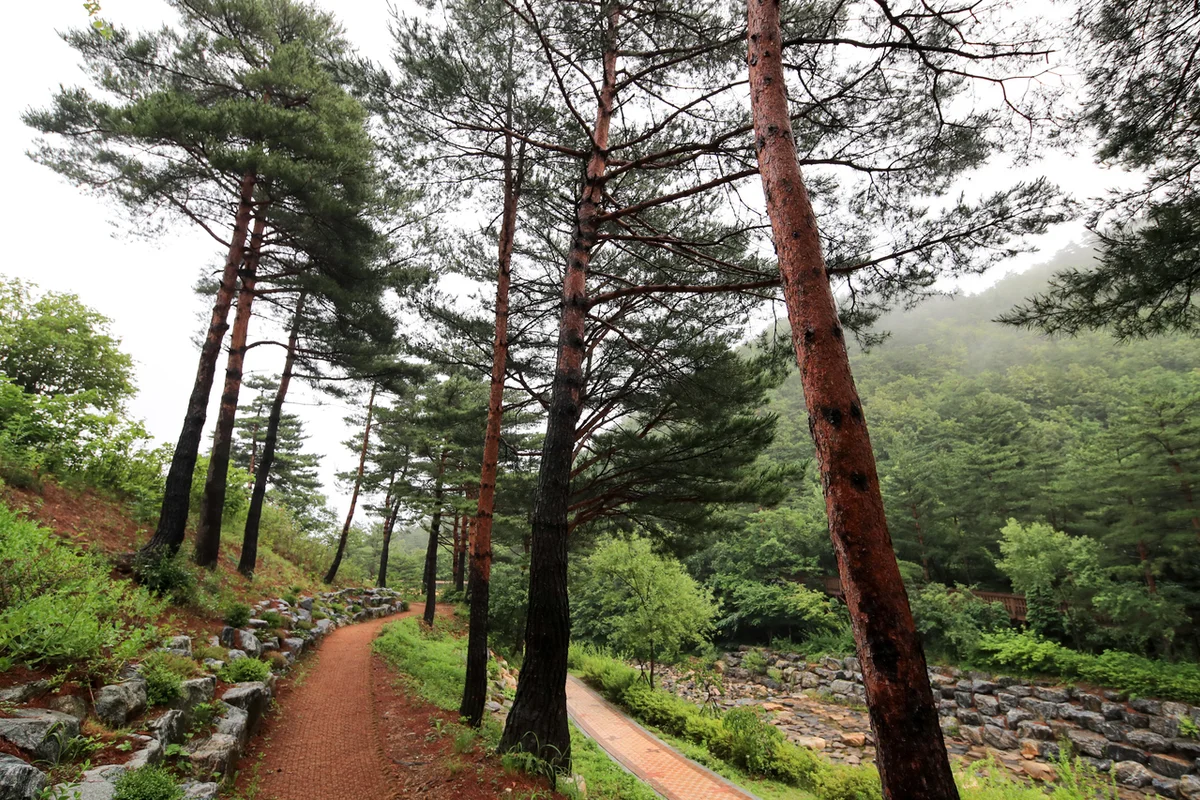 강릉 솔향수목원 - 4월강릉여행 여행