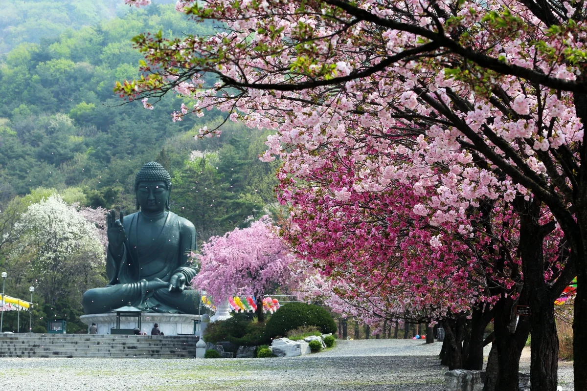 공주공산성 벚꽃 (출처 : 한국관광공사)
