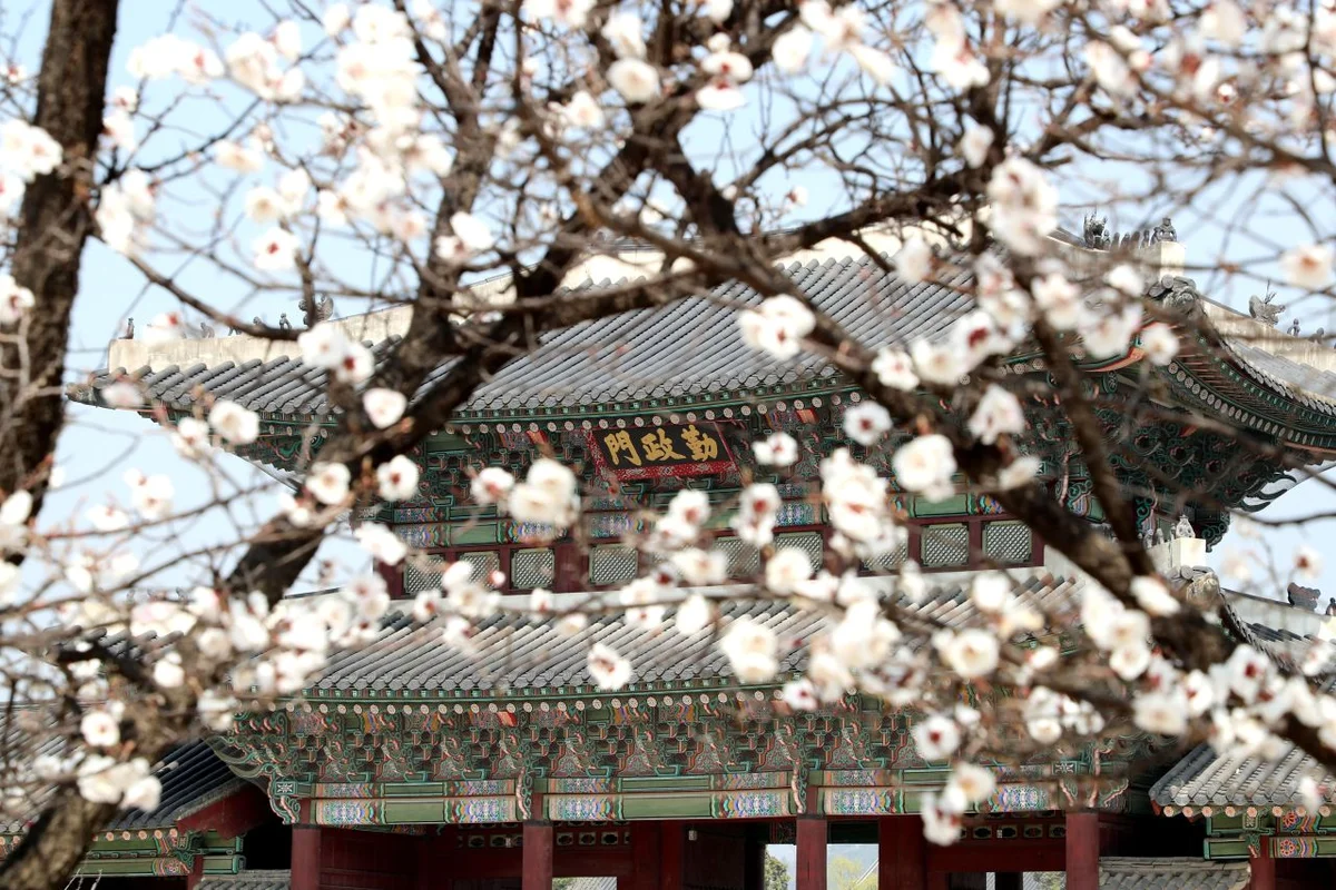한밭수목원 매화 개화 (출처 : 한국관광공사)