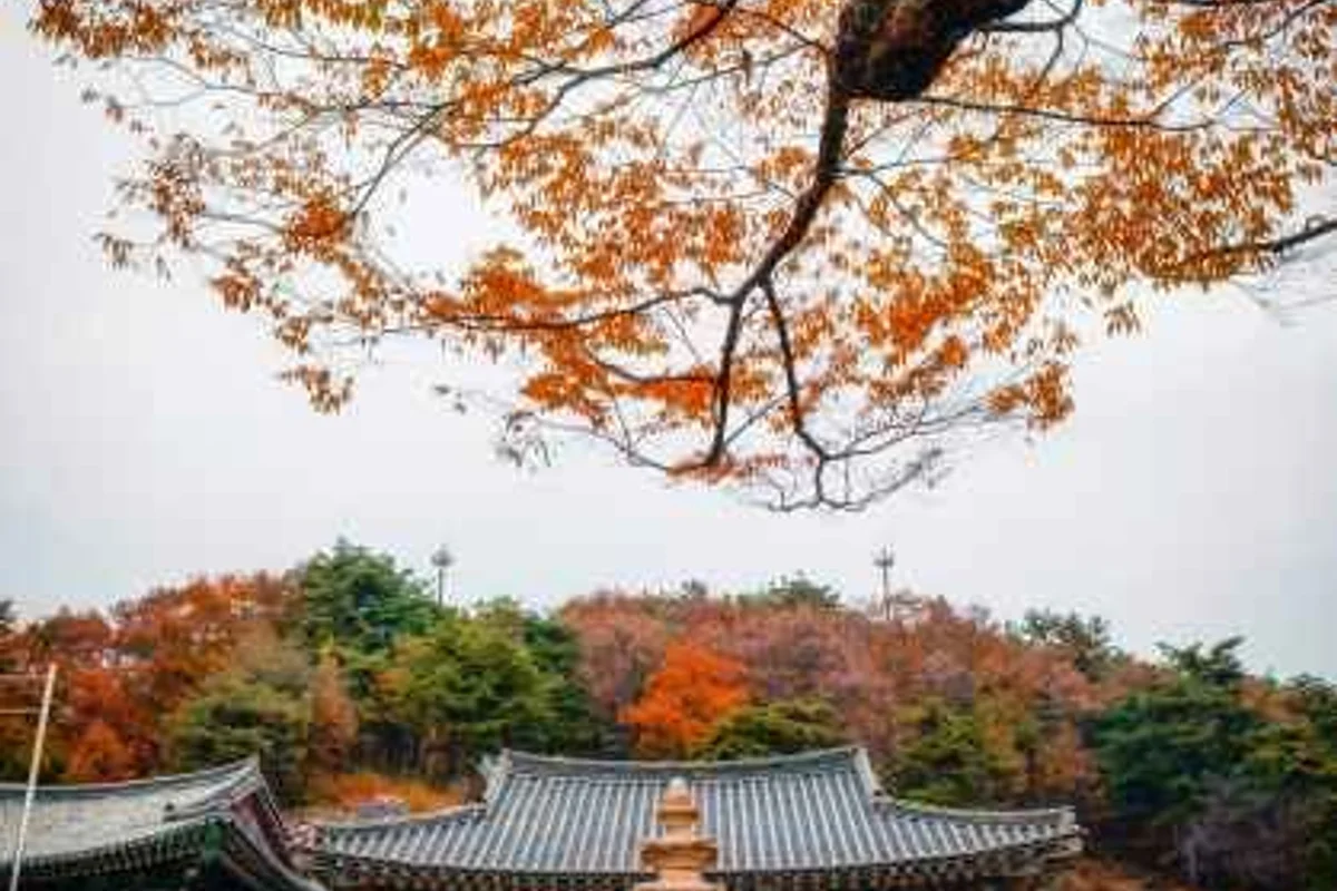 금강 래프팅 (세종) - 세종여행 여행